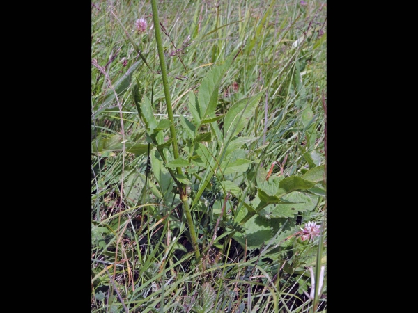Cephalaria gigantea
Giant Scabious (Eng) Schoepkruid (Ned) Riesen-Staudenleinkraut (Ger) Dev Pelemir (Tr) - leaf
Trefwoorden: Plant;Caprifoliaceae;Bloem;wit