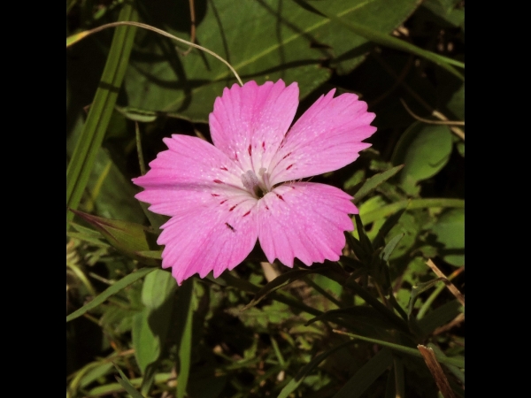 Dianthus; D. caucaseus
Caucasean Pink (Eng)
Trefwoorden: Plant;Caryophyllaceae;Bloem;roze