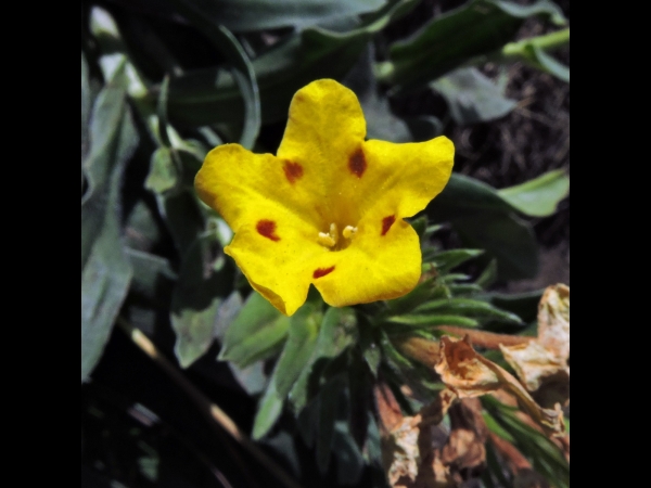 Arnebia pulchra
Prophet Flower (Eng) Prophetenblume (Ger) Benli Eğnik (Tr)
Trefwoorden: Plant;Boraginaceae;Bloem;geel
