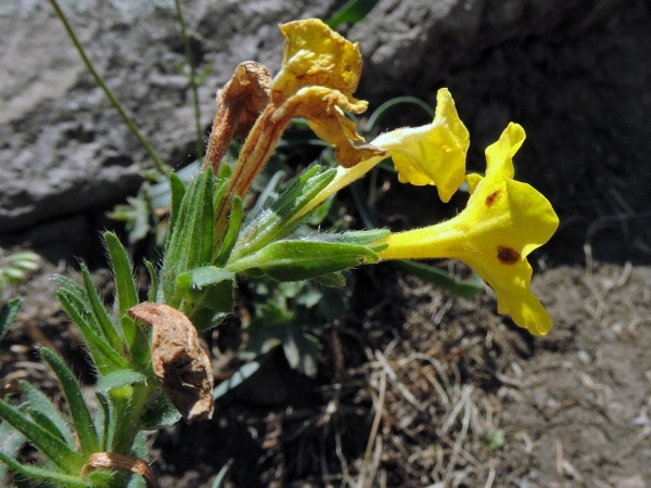 Arnebia pulchra
Prophet Flower (Eng) Prophetenblume (Ger) Benli Eğnik (Tr)
Trefwoorden: Plant;Boraginaceae;Bloem;geel
