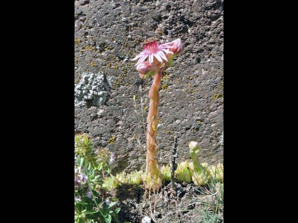 Sempervivum caucasicum
Caucasus Houseleek (Eng) Steinrose (Ger) Gewone Huislook (Ned)
Trefwoorden: Plant;Crassulaceae;Bloem;roze