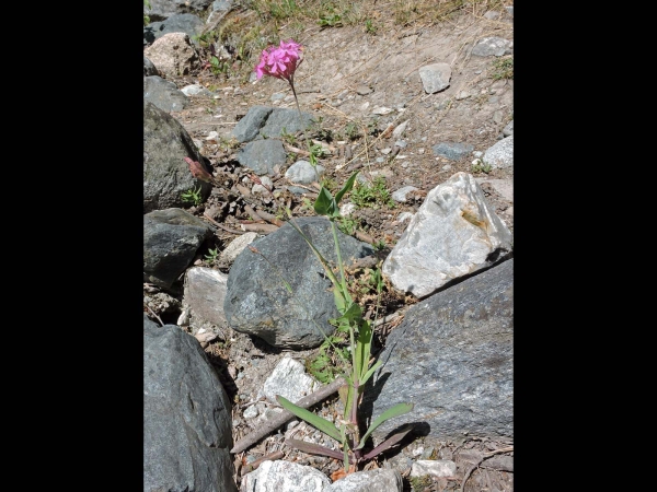 Silene compacta
Kanlıbasıraotu (Tr) Orientalisches Leimkraut (Ger)
Trefwoorden: Plant;Caryophyllaceae;Bloem;roze
