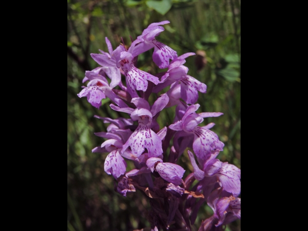 Dactylorhiza; D. maculata
Heath Spotted Orchid (Eng) Gevlekte Orchis (Ned) Benlibalkaymak (Tr) Gefleckte Knabenkraut (Ger)
Trefwoorden: Plant;Orchidaceae;Bloem;paars;roze