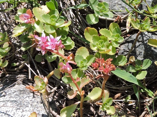 Phedimus spurius
Caucasian Stonecrop (Eng) Roze Vetkruid (Ned) Al Pisikulağı (Tr) Kaukasus-Asienfetthenne (Ger)
Trefwoorden: Plant;Crassulaceae;Bloem;roze