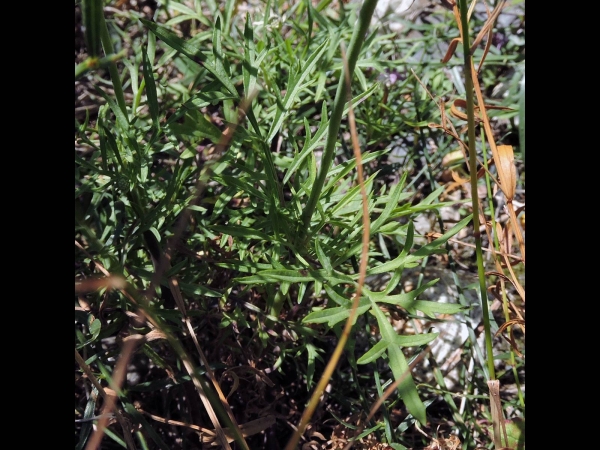 Scabiosa ochroleuca
Yellow Scabious (Eng) Duifkruid (Ned) Sarı Uyuzotu (Tr) Gelbe Skabiose (Ger) - leaf
Trefwoorden: Plant;Caprifoliaceae;Bloem;wit;geel