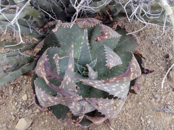 Aloe hereroensis
Hereroland aloe (Eng) Sandaalaalwyn, Vlakte-aalwyn (Afr)
Trefwoorden: Plant;Asphodelaceae