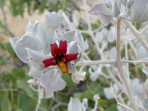 Petalidium setosum
Namib petal-bush (Eng)
Trefwoorden: Plant;Acanthaceae;Bloem;rood