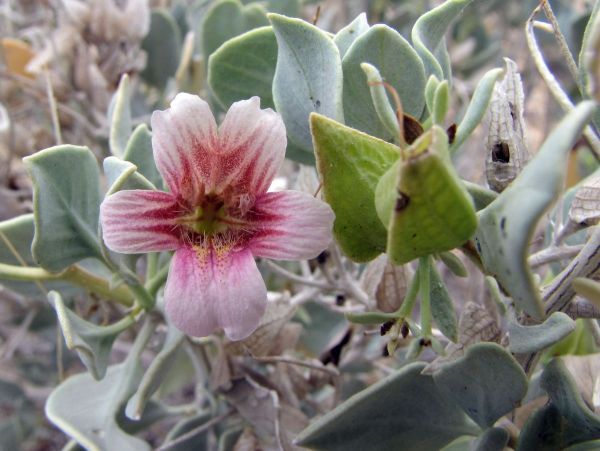 Petalidium; P. rossmannianum
Trefwoorden: Plant;Acanthaceae;Bloem;roze
