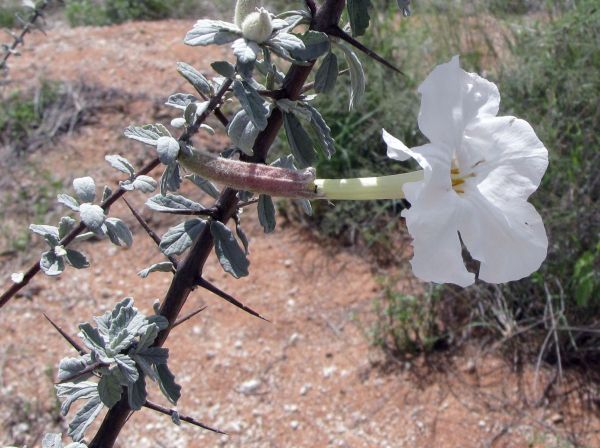 Catophractes alexandri
Trumpet thorn (Eng) Ghabbabos (Afr)
Trefwoorden: Plant;Bignoniaceae;Bloem;wit