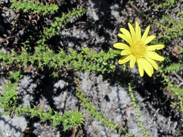 Berkheya coriacea
Disseldoring (Afr)
Trefwoorden: Plant;Asteraceae;Bloem;geel
