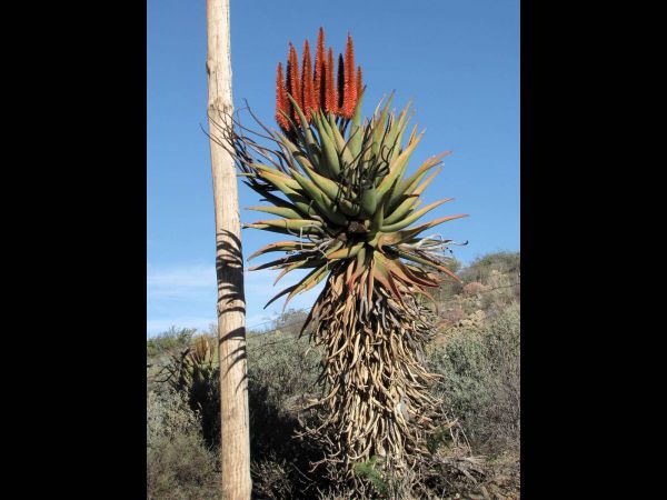 Aloe ferox
Bitter Aloë (Eng) Bitteraalwyn (Afr)
Trefwoorden: Plant;Asphodelaceae;Bloem;rood;oranje