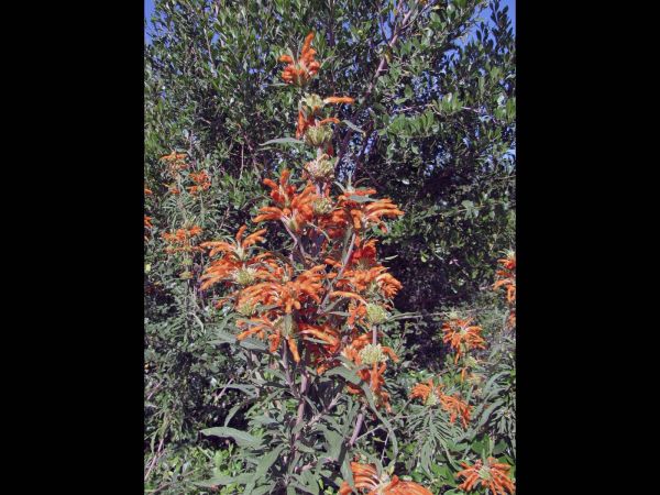 Leonotis leonurus
Wild Dagga (Eng) Wildedagga (Afr)
Trefwoorden: Plant;Lamiaceae;Bloem;oranje