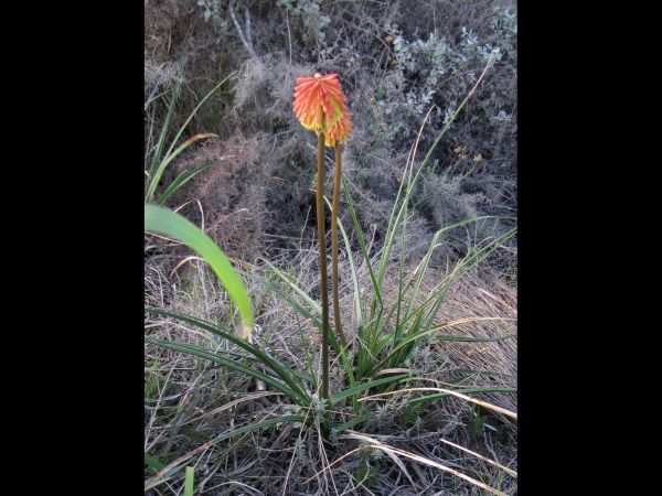 Kniphofia linearifolia
Common Marsh Poker (Eng) Vuurpyl (Afr)
Trefwoorden: Plant;Asphodelaceae;Bloem;geel;oranje
