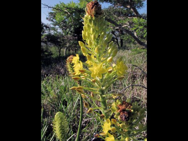 Bulbine abyssinica
Bushy Bulbine (Eng) Geelkatstert (Afr)
Trefwoorden: Plant;Asphodelaceae;Bloem;geel