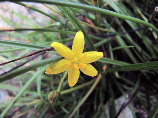 Hypoxis angustifolia
Yellow star (Eng) Sterretjie (Afr)
Trefwoorden: Plant;Hypoxidaceae;Bloem;geel