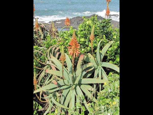 Aloe arborescens
Krantz aloe (Eng) Kransaalwyn (Afr)
Keywords: Plant;Asphodelaceae;Bloem;oranje;rood