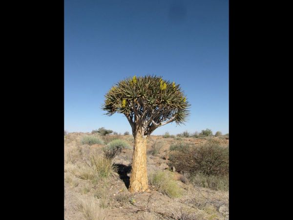 Aloë dichotoma
Quiver Tree (Eng) Kokerboom (Afr)
Keywords: Plant;Boom;Asphodelaceae;Bloem;geel