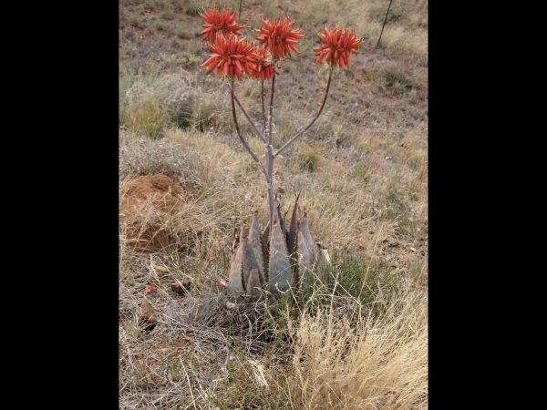 Aloe hereroensis
Hereroland aloe (Eng) Sandaalaalwyn, Vlakte-aalwyn (Afr)
Trefwoorden: Plant;Asphodelaceae;Bloem;oranje;rood