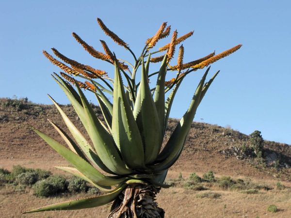 Aloe marlothii
Mountain Aloë (Eng) Bergaalwyn (Afr)
Trefwoorden: Plant;Asphodelaceae;Bloem;geel;oranje
