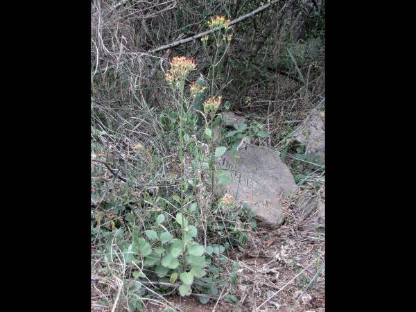 Kalanchoe rotundifolia
Common Kalanchoe (Eng) Plakkie (Afr)
Trefwoorden: Plant;Crassulaceae;Bloem;geel;oranje;rood