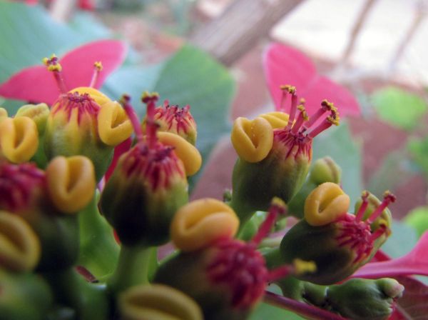 Euphorbia pulcherrima
Poinsettia (Eng) Kerstster (Ned)
Trefwoorden: Plant;Euphorbiaceae;Bloem;geel