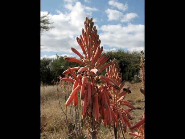 Aloe greatheadii
Spotted Aloe (Eng) Transvaalaalwyn (Afr)
Trefwoorden: Plant;Asphodelaceae;Bloem;oranje;rood