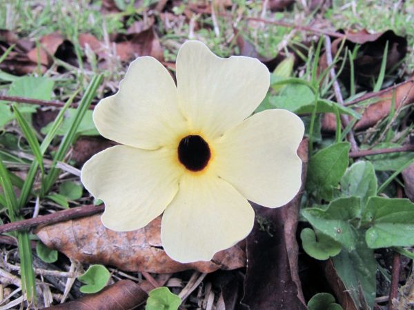 Thunbergia alata
Black-eyed Susan (Eng) Suzanne-met-de-mooie-ogen (Ned) 
Swartoognooi (Afr) 
Trefwoorden: Plant;Acanthaceae;Bloem;geel