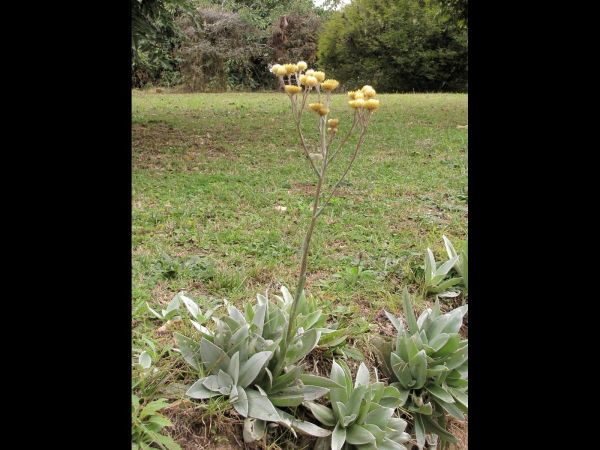 Helichrysum nitens
Trefwoorden: Plant;Asteraceae;Bloem;geel