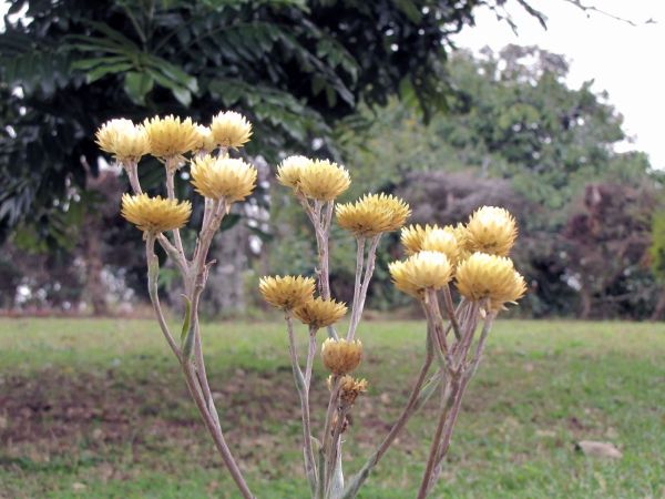 Helichrysum nitens
Trefwoorden: Plant;Asteraceae;Bloem;geel