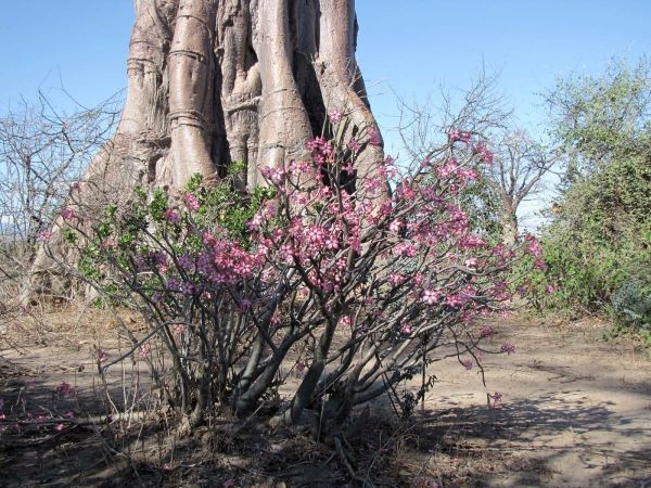 Adenium multiflorum
Impala Lily (Eng) Impalalelie (Afr)
Trefwoorden: Plant;Apocynaceae;Bloem;roze