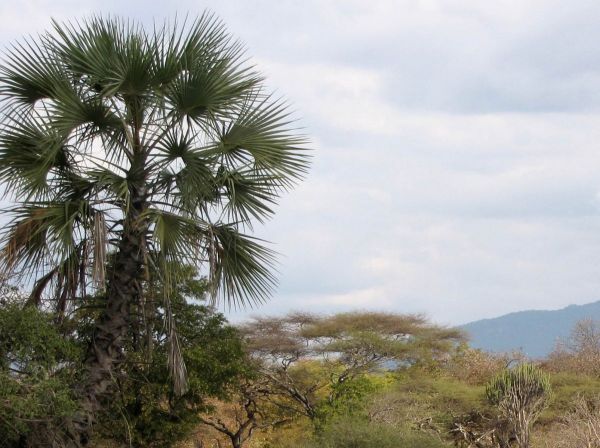Borassus aethiopum
African Fan Palm, Borassus Palm (Eng) Afrikawaaierpalm (Afr)
Trefwoorden: Plant;Boom;Arecaceae