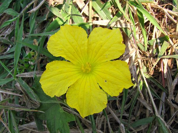 Cucumis anguria
West Indian Gherkin (Eng)
Trefwoorden: Plant;Cucurbitaceae;Bloem;geel