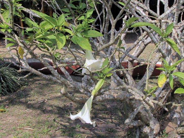 Brugmansia candida
Angel's Trumpet tree (Eng) Engelentrompet (Ned)
Trefwoorden: Plant;Solanaceae;Bloem;wit