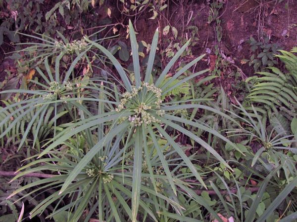 Cyperus albostriatus
Forest Star Sedge (Eng)
Trefwoorden: Plant;Cyperaceae