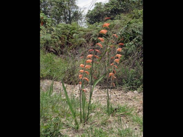 Gladiolus dalenii
Parrot-beak Gladiolus (Eng)
Trefwoorden: Plant;Iridaceae;Bloem;oranje