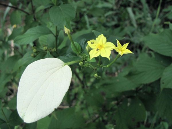 Mussaenda glabra
Tropical Dogwood (Eng)
Trefwoorden: Plant;Rubiaceae;Bloem;geel