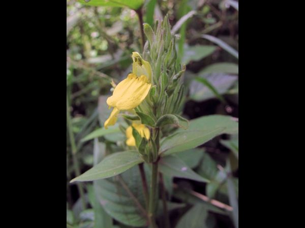 Justicia flava
Yellow justicia (Eng) Geelgarnaalbos (Afr)
Trefwoorden: Plant;Acanthaceae;Bloem;geel