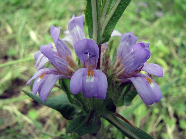 Hygrophila auriculata
Marsh Barbel (Eng)
Trefwoorden: Plant;Acanthaceae;Bloem;paars