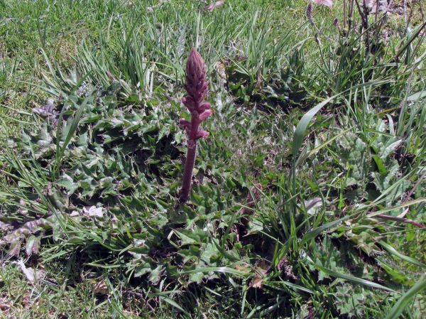 Orobanche minor
Common Broomrape (Eng)
Trefwoorden: Plant;Orobanchaceae;Bloem;bruin;geel