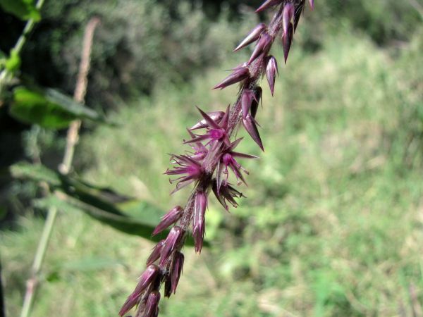 Achyranthes aspera
Devil's Horsewhip (Eng) Grootklits (Afr) Panga za wayuka (Ksw)
Trefwoorden: Plant;Amaranthaceae;Bloem;paars