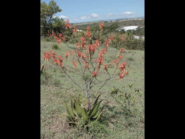 Aloe secundiflora
African Aloe (Eng)
Trefwoorden: Plant;Asphodelaceae;Bloem;rood