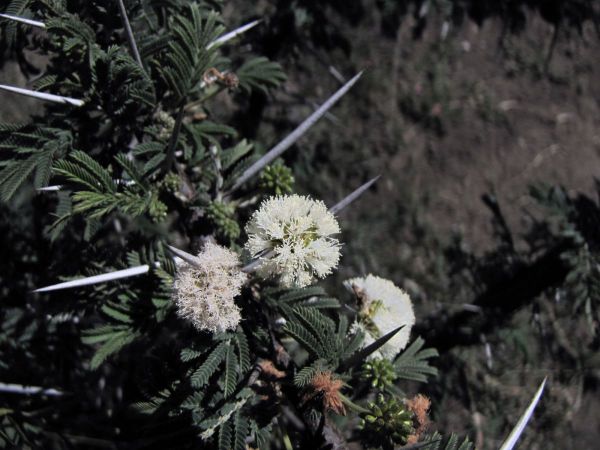 Acacia drepanolobium
Whistling Thorn (Eng) Fluitende Naaldboom (Ned) - flowers and thorns
Trefwoorden: Plant;Fabaceae;Bloem;geel;wit