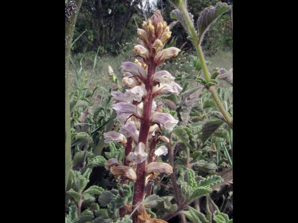 Orobanche minor
Common Broomrape (Eng)
Trefwoorden: Plant;Orobanchaceae;Bloem;roze