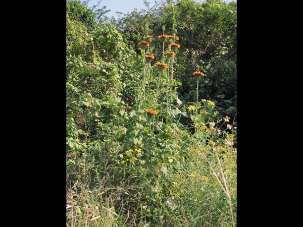 Leonotis ocymifolia
Lion's Ear (Eng) Klipdagga (Afr)
Trefwoorden: Plant;Lamiaceae;Bloem;oranje