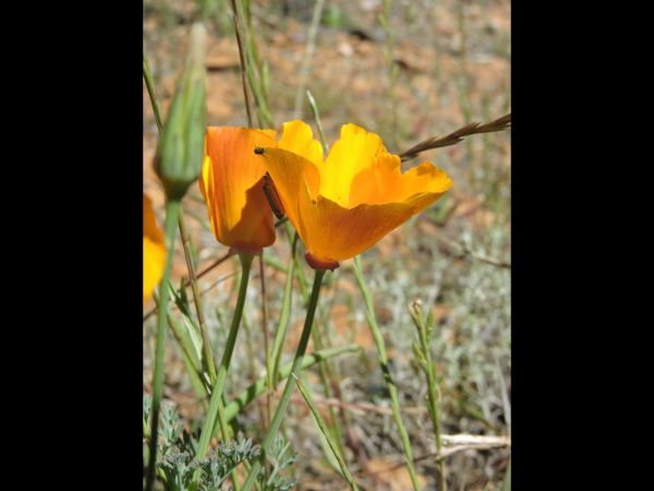 Eschscholzia californica
California Poppy (Eng)
Trefwoorden: Plant;Papaveraceae;Bloem;oranje
