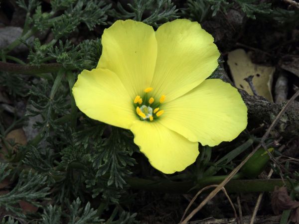 Grielum grandiflorum
Desert Primrose (Eng) Duikerwortel (Afr)
Trefwoorden: Plant;Neuradaceae;Bloem;geel