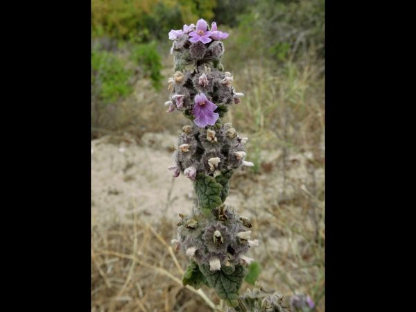 Ballota africana
Horehound (Eng) Kattekruie (Afr)
Trefwoorden: Plant;Lamiaceae;Bloem;violet
