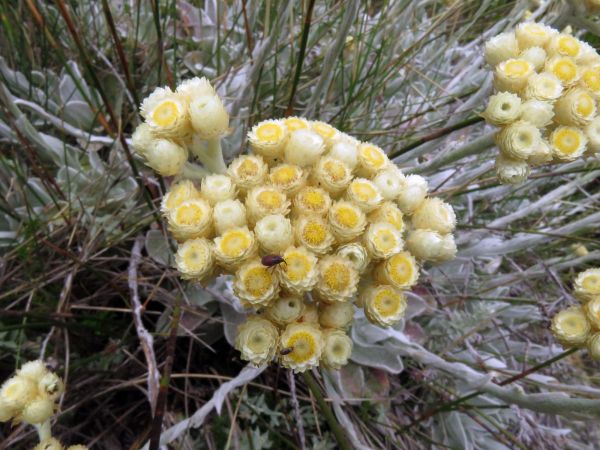 Helichrysum grandiflorum
Grand Strawflower (Eng) Wit Sewejaartjie (Afr)
Trefwoorden: Plant;Asteraceae;Bloem;geel