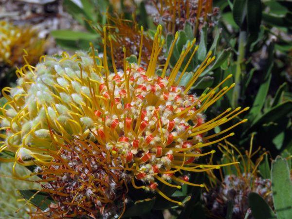 Leucospermum erubescens
Orange Flame Pincushion (Eng) Vlamspeldekussing (Afr)
Trefwoorden: Plant;Proteaceae;Bloem;geel;oranje