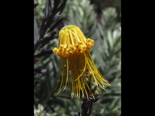 Leucospermum reflexum var. luteum
Rocket Pincushion (Eng) Perdekop (Afr)
Trefwoorden: Plant;Proteaceae;Bloem;geel